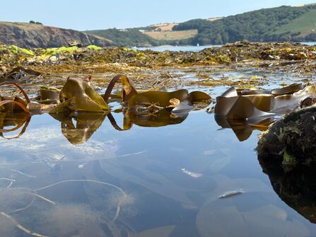 kelp in rockpool at wembury