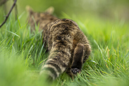 the stripy tail of a captive bred wildcat slinking away through green grass