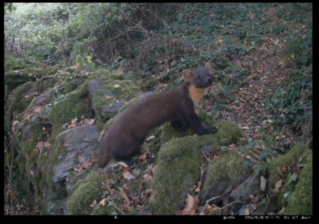 camera trap images of a female pine marten perched on mossy rocks