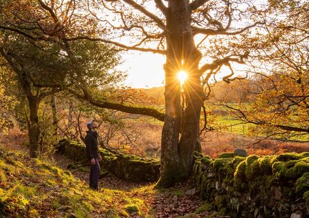 Sunlight pouring through a gap in an oak tree with a person staring up at it