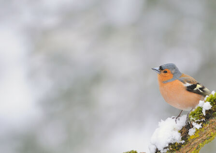 Chaffinch in snow