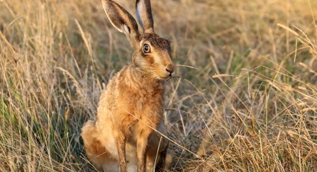 Hare sitting in long grass