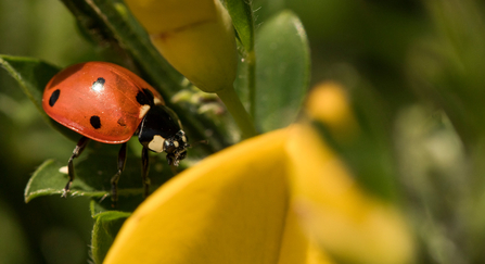 ladybird