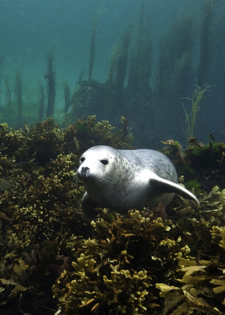 Grey Seal Pup In Seaweeds Alexander Mustard/2020VISION