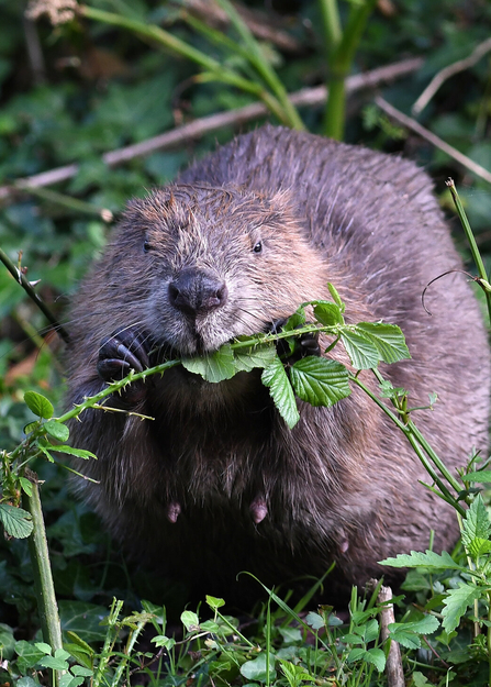 beaver image taken by David Parkyn