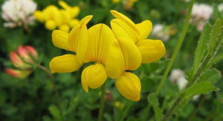 Yellow flower in green grass