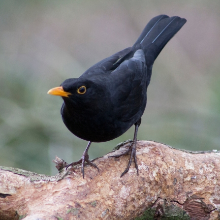 Blackbird stood on a log, looking at the camera