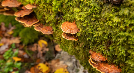 fungi on moissy tree trunk