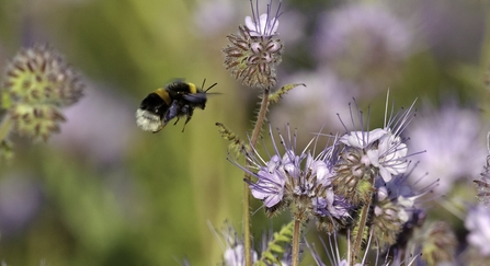 Buff-tailed bumblebee hovering near near scorpionweed flower