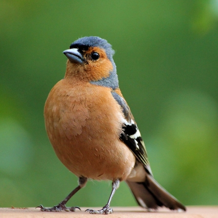 Chaffinch looking at the camera