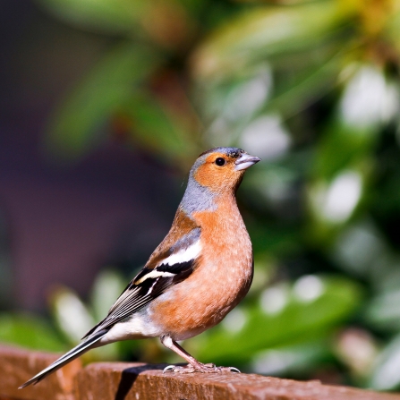 Green Bird Red Head Uk Garden Birds And How To Help Them Devon Wildlife Trust devon wildlife trust