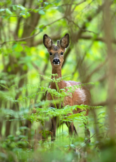 Deer in woodland image by Jon Hawkins