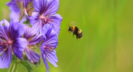 Early bumblebee