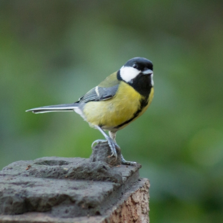 Great tit on a brick