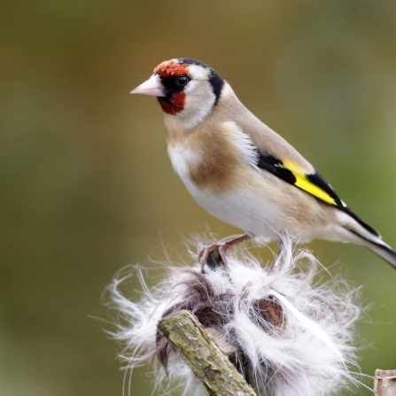 Goldfinch collecting nesting material
