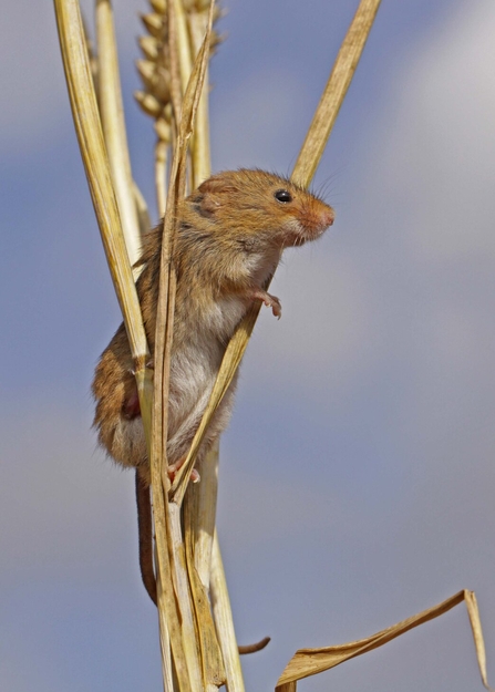 Harvest mouse - Margaret Holland