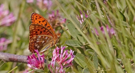 High brown fritillary