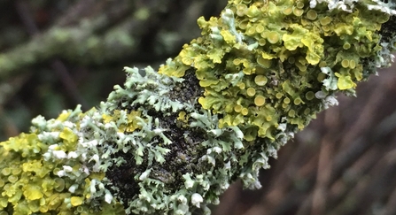 Lichen covered branch 