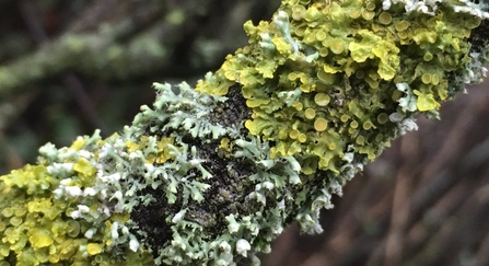 Lichen covered branch