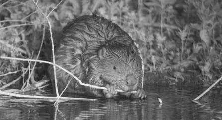 Beaver at night eating a branch