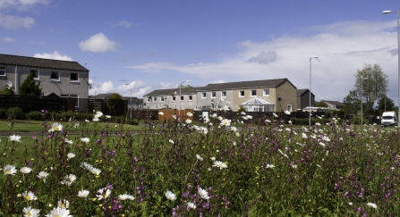 Wildflower verge with houses in the background