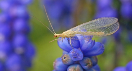 lacewing