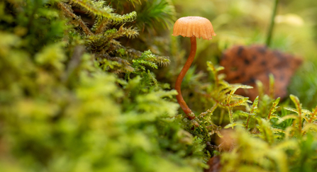 moss and mushroom up close