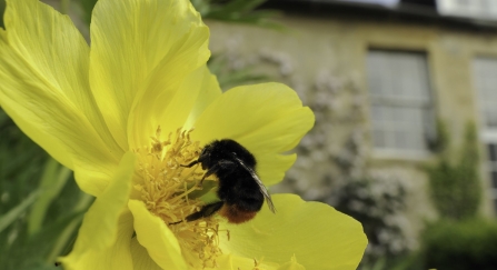 Queen Red-tailed bumblebee (Bombus lapidarius) feeding on Yellow tree peony (Paeonia ludlowii) flower in Wiltshire garden, with Clematis covered house in the background