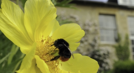 Queen Red-tailed bumblebee feeding on yellow tree peony