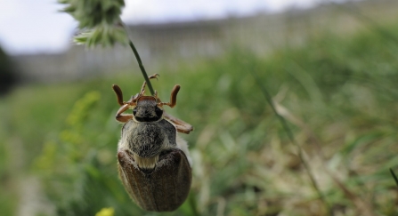 Common cockchafer / Maybug, climbing up grass stem