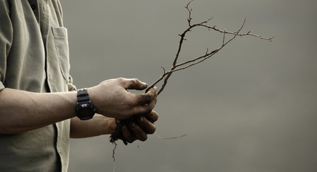 Person holding bare root tree whip