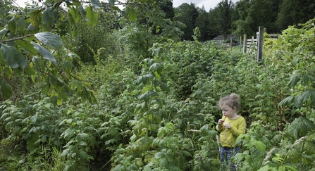 Girl standing in Raspberry bushes in a community garden