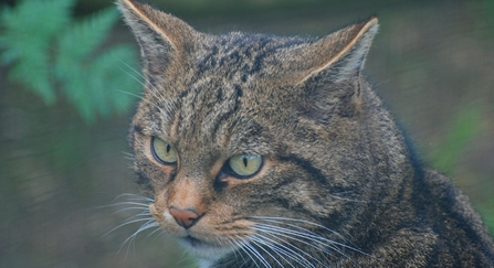 Wildcat image by Steward McDonald