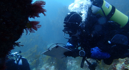 diving surveyor