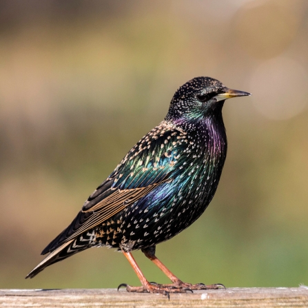 Starling with colourful feathers