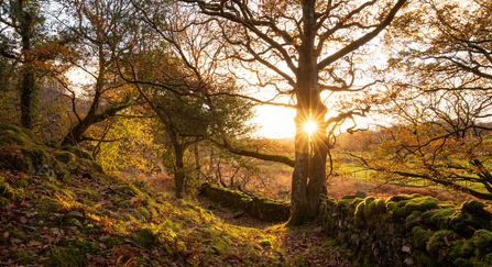 winter woodland with sun coming through trees