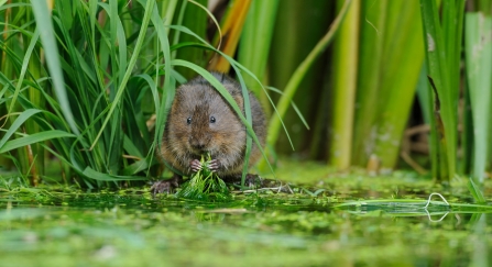 water vole