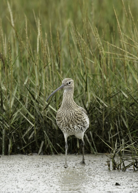 Curlew (Numenius arquata),- Terry Whittaker/2020VISION