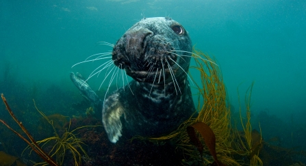 grey seal