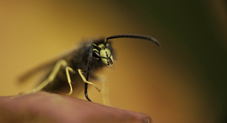 Wasp species, resting on yellow bramble leaves,