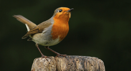 Robin perched on a wooden handle