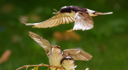 House martin feeding fledglings