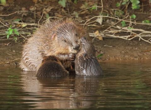 Two beaver kits and mother on the River Otter, Devon