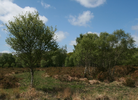 Trees growing at Chudleigh Knighton Heath