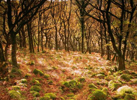 Dart Valley woodland in autumn
