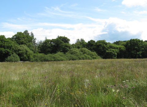 Grasses growing at Ash Moor