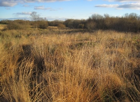 Hollocombe Moor 