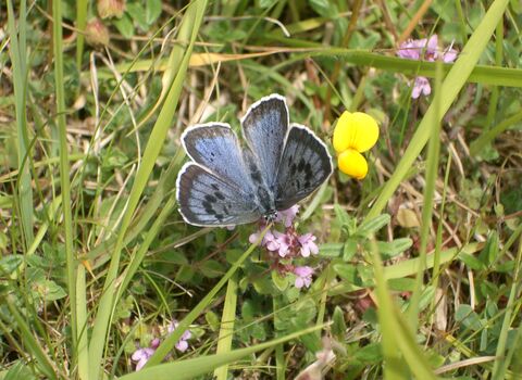 Large Blue butterfly
