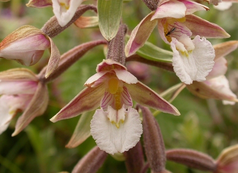 Marsh Helleborine