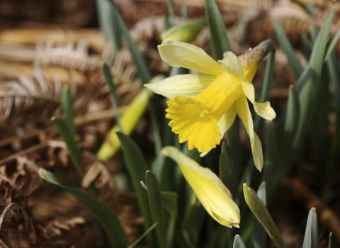 Wild daffodils growing in the woodland at Dunsford nature reserve